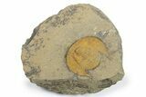 Orange Declivolithus Trilobite - Mecissi, Morocco #270496-1